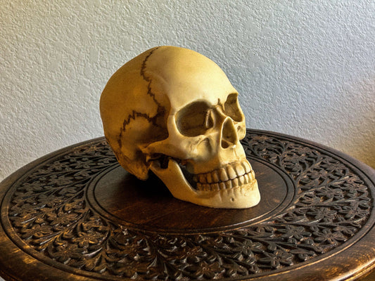 Anatomically Correct Human Skull Replica for Meditation