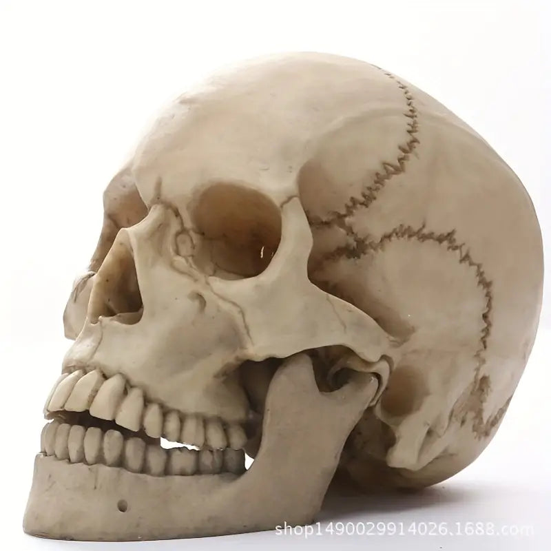 Anatomically Correct Human Skull Replica for Meditation