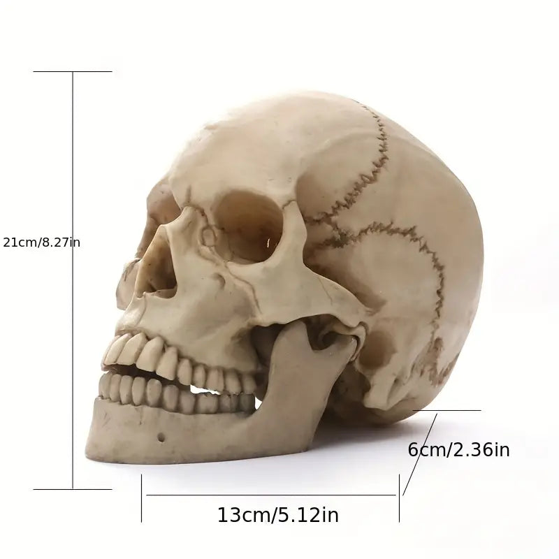 Anatomically Correct Human Skull Replica for Meditation